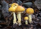 Richard Hall_Yellow Fly Agaric.jpg